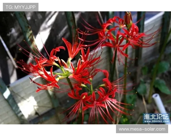 亚洲必赢官方网时间登录版详细攻略,帮助新手快速掌握登录流程与游戏技巧